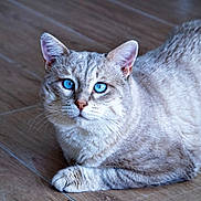 Sushi participe au concours pour gagner de l'argent avec cette photo : abyssinian, animal, cat, hardwood, kitten, manx, pet, plywood, siamese, wood