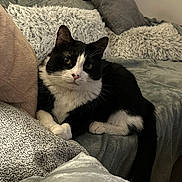 Franklin joined the competition — help win amazing prizes! cat, black_and_white_cat, pet, animal, feline, sitting, lounging, indoors, bed, blanket, pillows, cushion, soft_furnishings, cozy, portrait, whiskers, green_eyes, pink_nose, relaxed, home