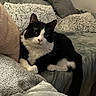 cat, black_and_white_cat, pet, animal, feline, sitting, lounging, indoors, bed, blanket, pillows, cushion, soft_furnishings, cozy, portrait, whiskers, green_eyes, pink_nose, relaxed, home