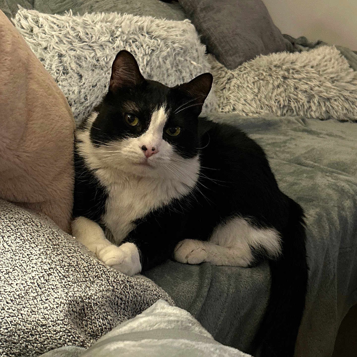Franklin