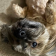 Toto joined the competition — help win amazing prizes! dog, pet, close_up, fluffy, lying_down, carpet, nose, eye, fur, cute, animal, domestic_animal, mammal, whiskers, relaxed, indoor, companion, friendly, portrait, canine
