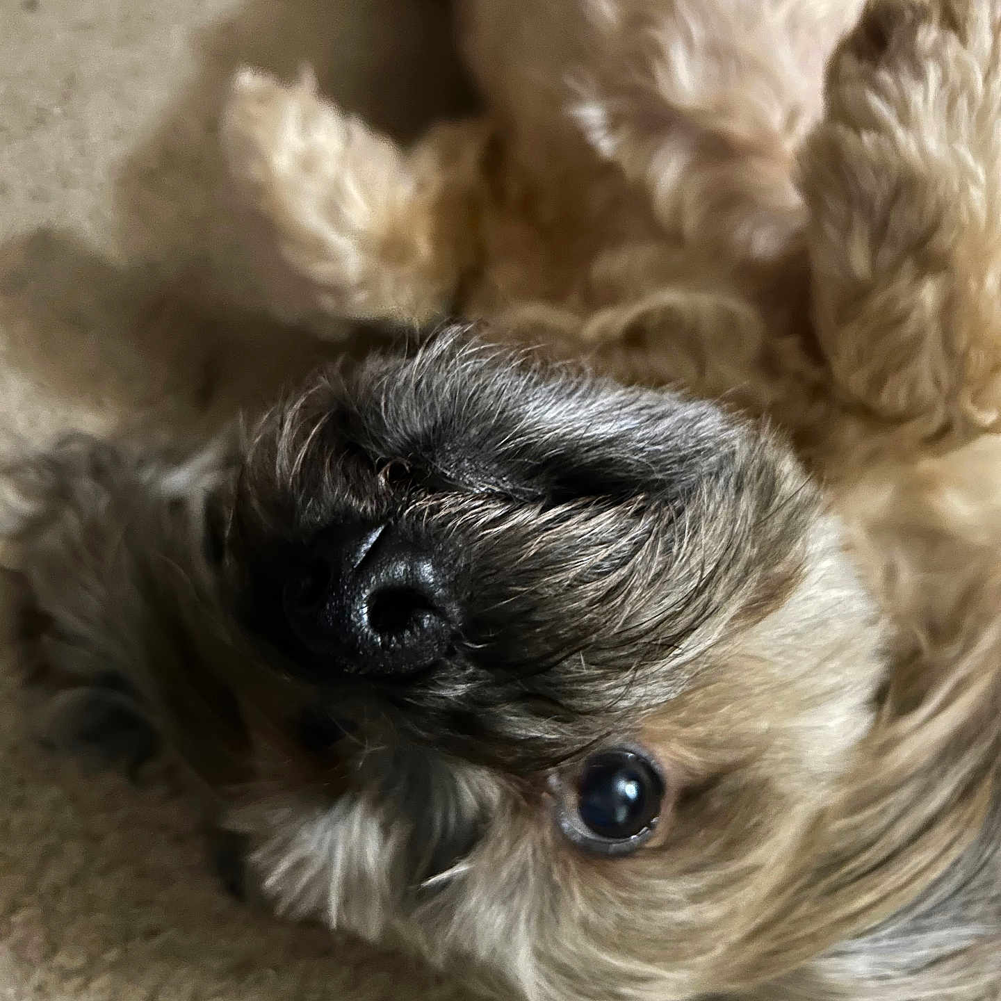 Toto