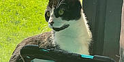 Rory joined the competition — help win amazing prizes! cat, black_and_white, tablet, windowsill, window_screen, green_grass, sunlight, indoor, pet, animal, whiskers, ears, face, side_view, looking_outside, technology, device, shadow, daylight, curious