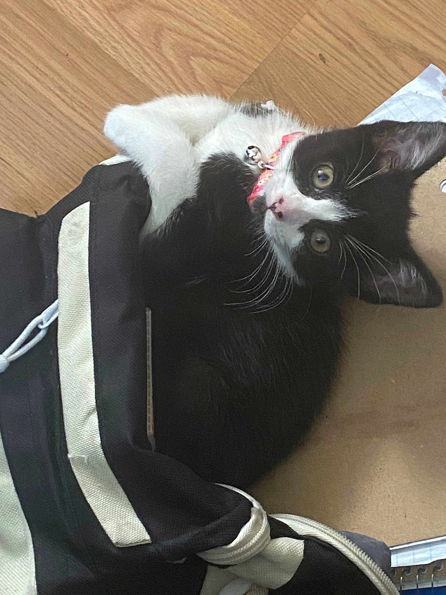 Rory is registered to the contest to win money with this photo: kitten, cat, black_and_white, collar, bell, bag, cardboard, floor, pet, fur, whiskers, curious, indoor, animal, young, cute, playful, resting, looking_up, domestic_cat