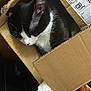 Rory is registered to the contest to win money with this photo: cat, black_and_white, sleeping, cardboard_box, paw, fur, pet, indoor, cozy, relaxed, whiskers, animal, cute, close_up, domestic_cat, feline, box, resting, soft, peaceful