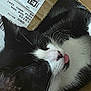 Rory joined the competition — help win amazing prizes! cat, black_and_white, tongue_out, cardboard_box, fedex_label, close_up, pet, whiskers, fur, sleepy, cute, domestic_cat, animal, indoor, resting, face, pink_tongue, shipping_label, box, relaxed