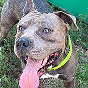 Rafi participe au concours pour gagner de l'argent avec cette photo : dog, canine, pet, tongue_out, happy, outdoor, grass, green_background, collar, animal, mammal, playful, excited, standing, paw, ears, snout, short_hair, brown_coat, nature