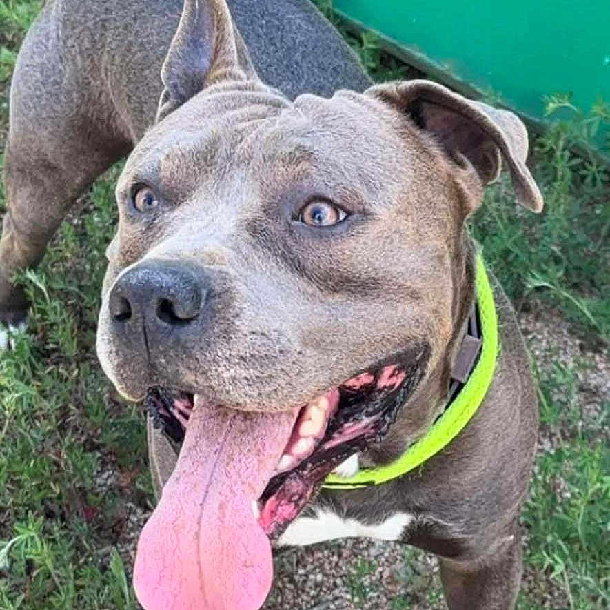 Rafi participe au concours pour gagner de l'argent avec cette photo : animal, brown_coat, canine, collar, dog, ears, excited, grass, green_background, happy, mammal, nature, outdoor, paw, pet, playful, short_hair, snout, standing, tongue_out