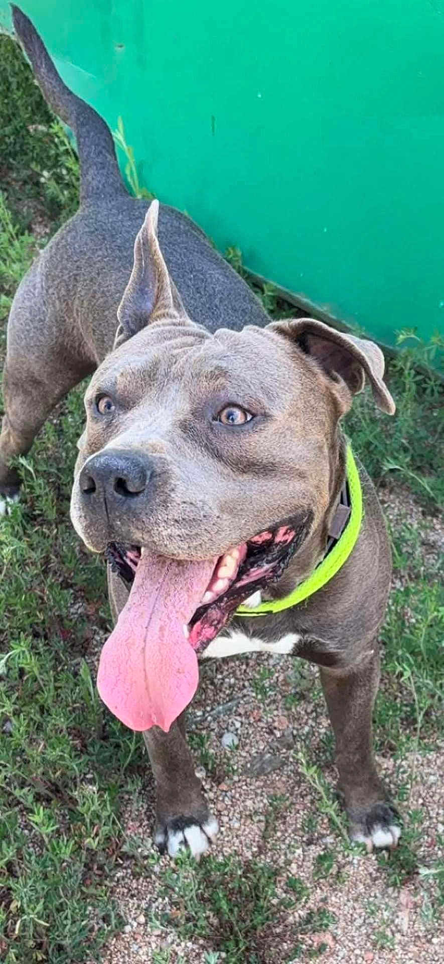 Rafi participe au concours pour gagner de l'argent avec cette photo : dog, canine, pet, tongue_out, happy, outdoor, grass, green_background, collar, animal, mammal, playful, excited, standing, paw, ears, snout, short_hair, brown_coat, nature