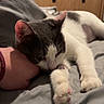 animal, bed, blanket, cabinet, cat, cozy, cute, domestic, furniture, gray_cat, hand, indoor, paw, pet, pink_pads, relaxed, resting, sleepy, television, white_cat