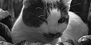 Doudouce a rejoint le concours — aidez-le/la à gagner de superbes lots ! cat, animal, pet, winking, blanket, cozy, fur, indoor, resting, closeup, texture, whiskers, cute, soft, comfort, portrait, feline, muzzle, relaxed, monochrome