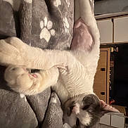 Doudouce a rejoint le concours — aidez-le/la à gagner de superbes lots ! cat, animal, pet, feline, indoor, blanket, paw_print, stretching, relaxed, fur, whiskers, bed, cozy, domestic, cute, sleepy, resting, home, furniture, cabinet