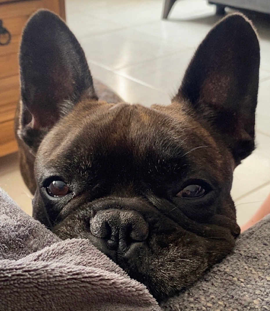 Mustang a rejoint le concours — aidez-le/la à gagner de superbes lots ! dog, french_bulldog, close_up, ears, face, nose, blanket, indoor, pet, animal, fur, brown, resting, cozy, curious, portrait, soft_texture, floor, wooden_furniture, eyes