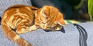Arrow participe au concours pour gagner de l'argent avec cette photo : cat, couch, cozy, feline, fur, ginger_cat, gray_couch, green_leaf, indoor, kitten, leaf, pet, relaxing, shadow, sleeping, soft_texture, sunlight, tail, whiskers, young_cat