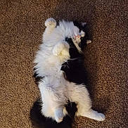 Hercules joined the competition — help win amazing prizes! cat, fluffy, black_and_white, carpet, pet, lying_down, relaxed, indoor, fur, cute, playful, animal, whiskers, paws, tail, domestic, sleepy, soft, cozy, resting