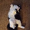 cat, fluffy, black_and_white, carpet, pet, lying_down, relaxed, indoor, fur, cute, playful, animal, whiskers, paws, tail, domestic, sleepy, soft, cozy, resting
