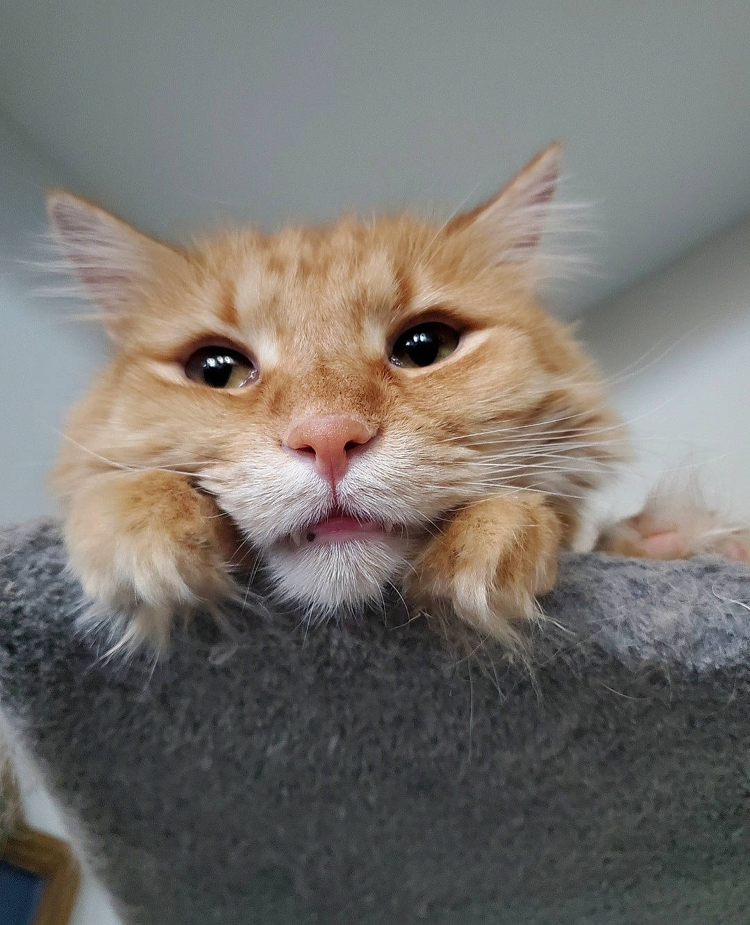 Noa is registered to the contest to win money with this photo: british_longhair, carnivore, cat, cat_supply, claw, domestic_short_haired_cat, ear, eye, fawn, felidae, fur, paw, peach, small_to_medium_sized_cats, snout, tail, terrestrial_animal, whiskers