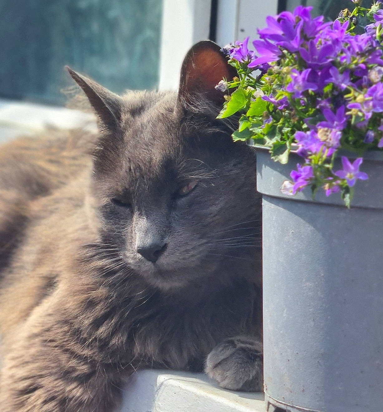 Blu joined the competition — help win amazing prizes! annual_plant, carnivore, cat, domestic_short_haired_cat, felidae, flower, flowering_plant, flowerpot, fur, grey, groundcover, houseplant, petal, plant, purple, small_to_medium_sized_cats, snout, terrestrial_animal, whiskers, window