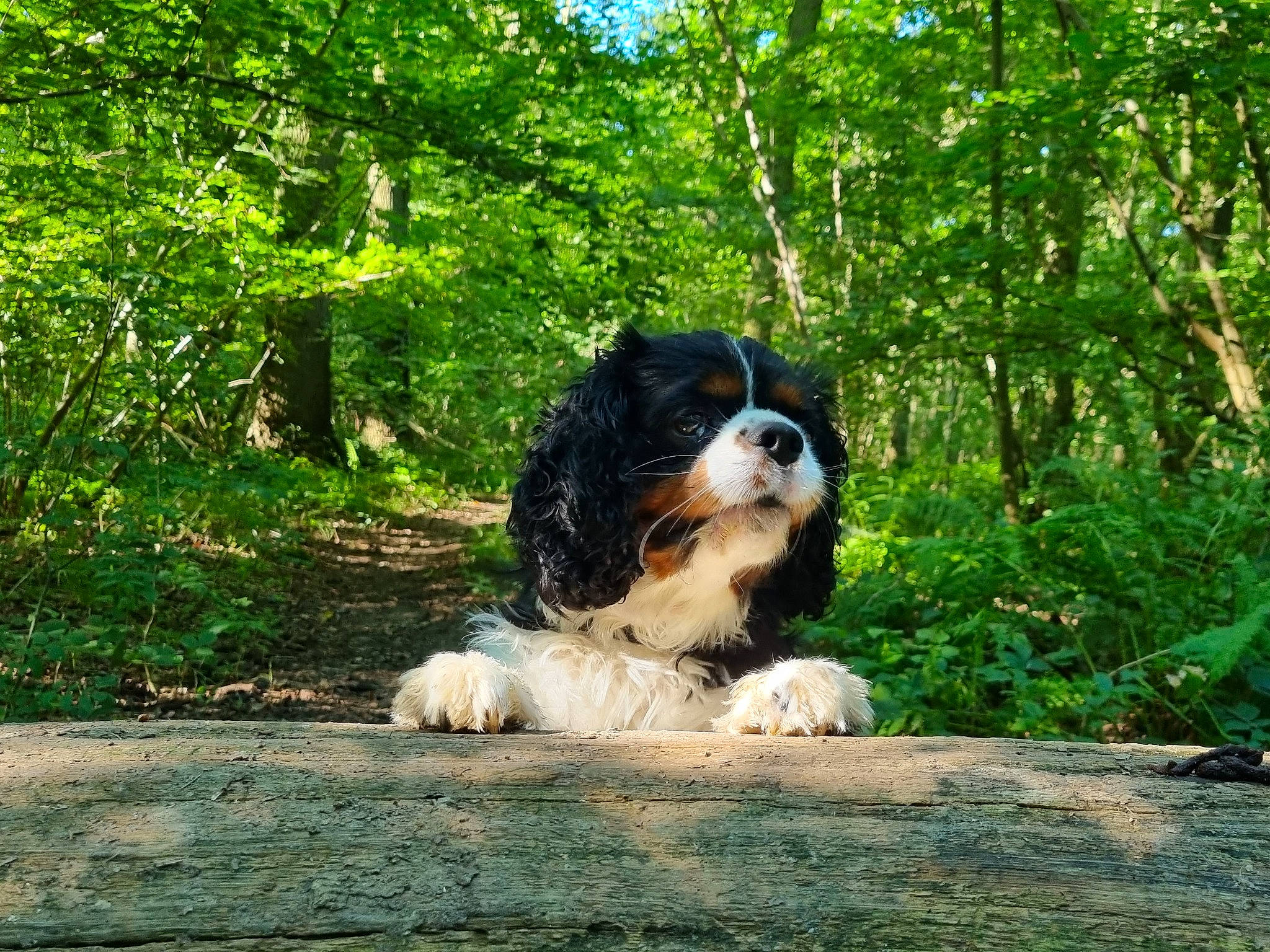 Buddy