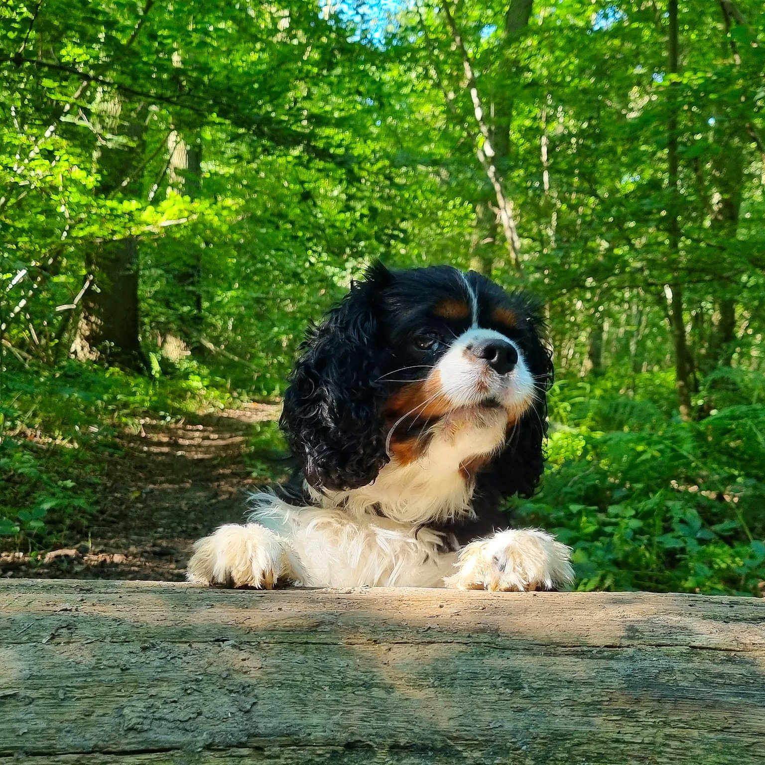 Buddy