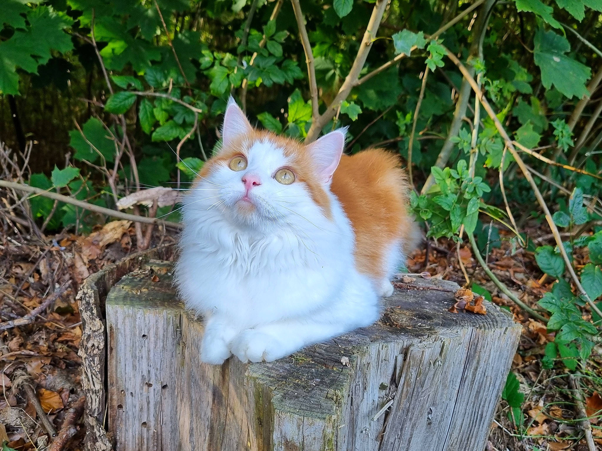 Tao participe au concours pour gagner de l'argent avec cette photo : carnivore, cat, domestic_short_haired_cat, eye, fawn, felidae, fur, grass, groundcover, plant, sitting, small_to_medium_sized_cats, snout, tail, terrestrial_animal, tree, twig, whiskers, wildlife, wood