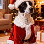 Oréo a rejoint le concours — aidez-le/la à gagner de superbes lots ! black_and_white, carpet, celebration, christmas_tree, costume, cute, decorations, dog, festive, fur, holiday, indoor, lights, living_room, pet, presents, red, santa_hat, seasonal, white
