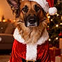 animal, canine, christmas_hat, christmas_tree, cute, decorations, dog, festive, fur, german_shepherd, holiday, indoor, lights, pet, portrait, presents, red, santa_claus_costume, seasonal, white