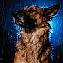 animal, blue_light, canine, close_up, dark_background, dog, dramatic, fur, majestic, moody, nature, night, outdoor, pet, portrait, rain, rainy_weather, serene, water_droplets, wet
