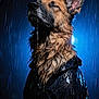 animal, black_clothing, blue_light, canine, close_up, dog, dripping, ears, fur, german_shepherd, moody_lighting, night, nose, outdoor, portrait, profile, rain, raincoat, water_droplets, wet