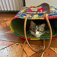 Altesse participe au concours pour gagner de l'argent avec cette photo : animal, bag, cat, colorful, curious, ears, eyes, fabric, floor, handle, home, indoor, kitten, pet, playful, texture, tile, whiskers, wood, young