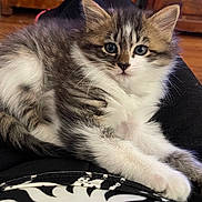 Altesse participe au concours pour gagner de l'argent avec cette photo : kitten, cat, animal, pet, fur, whiskers, indoor, lap, resting, cute, young, domestic, mammal, tabby, white, brown, black, eyes, paws, relaxed