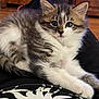 kitten, cat, animal, pet, fur, whiskers, indoor, lap, resting, cute, young, domestic, mammal, tabby, white, brown, black, eyes, paws, relaxed