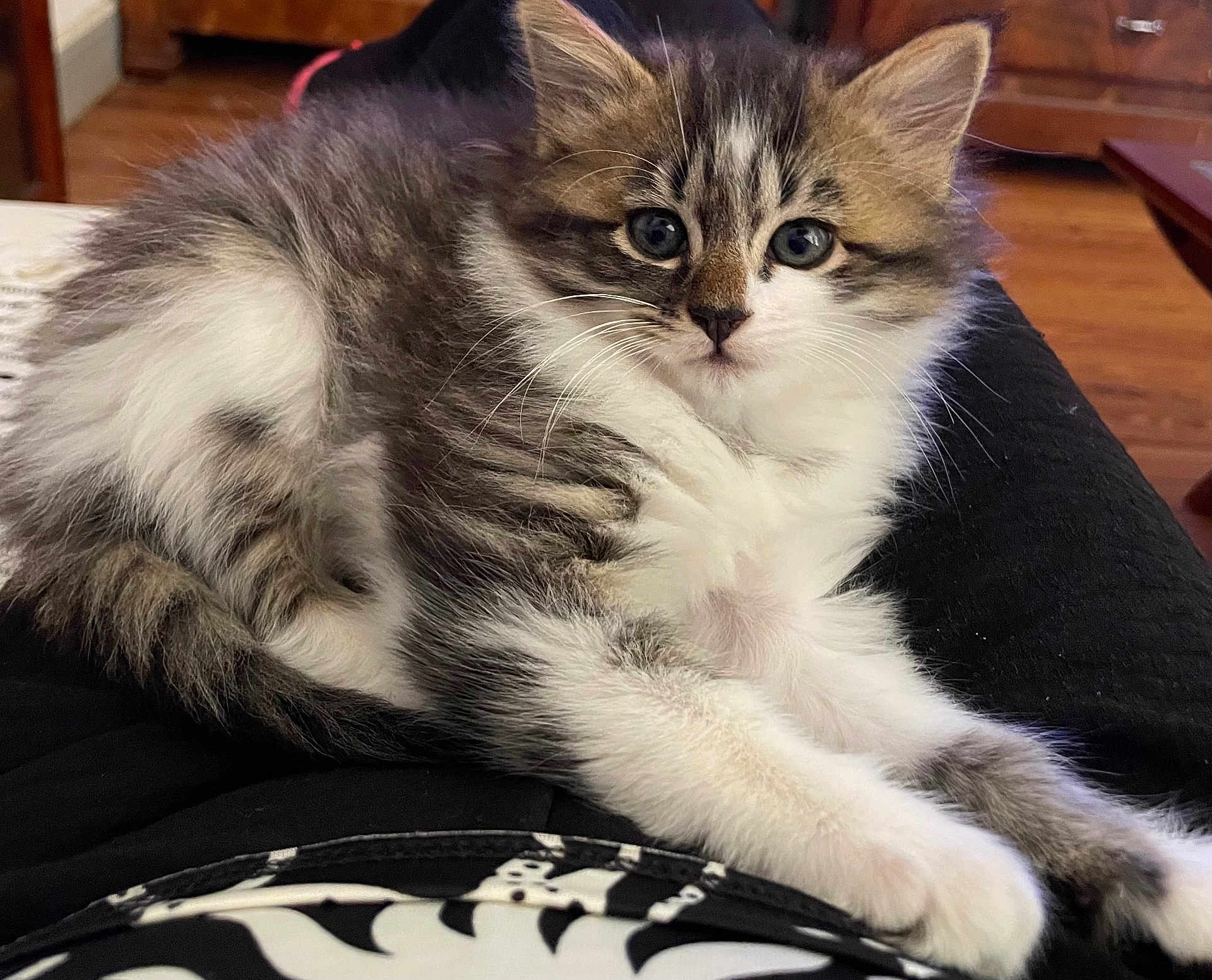 Altesse participe au concours pour gagner de l'argent avec cette photo : kitten, cat, animal, pet, fur, whiskers, indoor, lap, resting, cute, young, domestic, mammal, tabby, white, brown, black, eyes, paws, relaxed