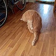 Will participe au concours pour gagner de l'argent avec cette photo : animal, bicycle, cat, curtain, doorway, fur, grooming, household, indoor, leg, orange_cat, pet, quiet, reflection, room, sunlight, tail, tile_floor, wall, wooden_floor