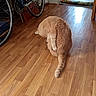 animal, bicycle, cat, curtain, doorway, fur, grooming, household, indoor, leg, orange_cat, pet, quiet, reflection, room, sunlight, tail, tile_floor, wall, wooden_floor