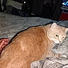 Will a rejoint le concours — aidez-le/la à gagner de superbes lots ! animal, bed, blanket, cat, comfort, cozy, domestic, feline, foot, furniture, hand, indoor, living_room, night, orange_cat, person_hand, pet, quilt, resting, television