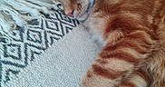 Biscotte a rejoint le concours — aidez-le/la à gagner de superbes lots ! blanket, cat, closed_eyes, couch, cozy, cute, feline, indoors, kitten, lying_down, orange_tabby, paws, pet, pink_nose, portrait, relaxed, sleeping, sleepy, striped_fur, whiskers