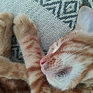 Biscotte participe au concours pour gagner de l'argent avec cette photo : carpet, cat, close_up, cozy, fluffy, fur, indoors, lying_down, orange_cat, paws, pet, pink_nose, relaxed, rug, sleeping, sleepy, tabby, upside_down, whiskers, white_cat