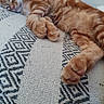 Biscotte participe au concours pour gagner de l'argent avec cette photo : animal, cats, closed_eyes, cuddling, feline, fluffy, fur, indoor, kitten, orange_cats, patterned_rug, paws, pets, relaxed, rug, sleeping, sleepy, striped, tabby, whiskers