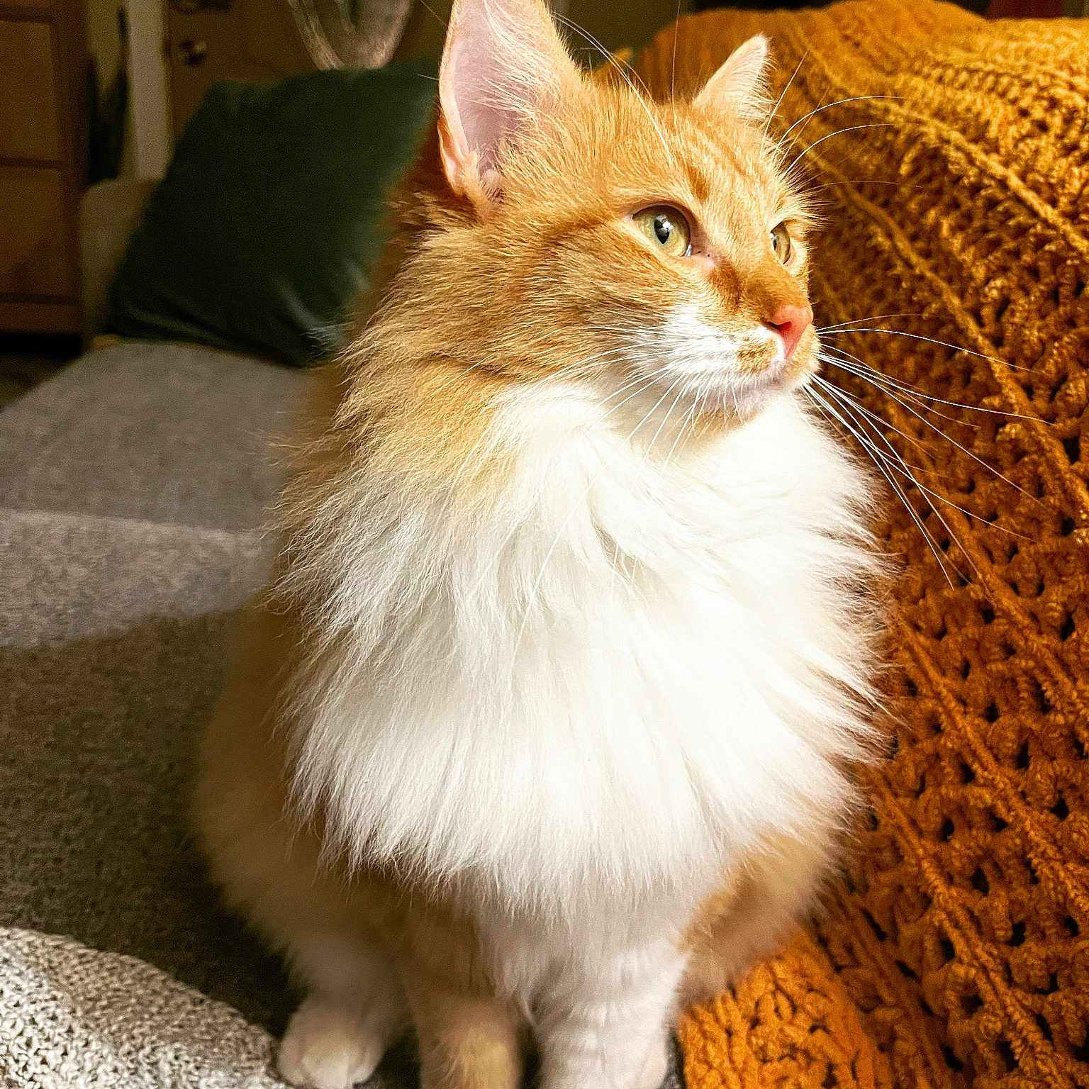 Ginger is registered to the contest to win money with this photo: abyssinian, angora, animal, architecture, armchair, blanket, building, cat, chair, couch, cushion, furniture, hardwood, homedecor, indoors, kitten, livingroom, manx, pet, wood