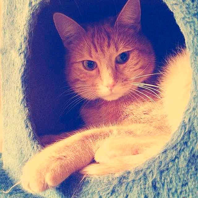 Merlin