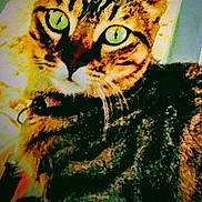 Loka participe au concours pour gagner de l'argent avec cette photo : animal, blurry, cat, close_up, colorful, cute, domestic_cat, ears, face, feline, fur, green_eyes, indoor, looking, pet, portrait, sitting, striped, tabby, whiskers