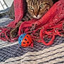 cat, tabby_cat, blanket, red_blanket, toy_ball, indoor, cozy, curious, pet, animal, feline, striped, playing, resting, bed, texture, closeup, cute, eyes, paw