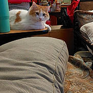 Missy is registered to the contest to win money with this photo: cat, orange_and_white_cat, table, cushion, furniture, indoor, cozy, household_items, cluttered, relaxed, pet, mammal, feline, resting, domestic_animal, wooden_table, patterned_fabric, room, background, orange_cat