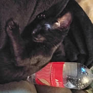 Shadow is registered to the contest to win money with this photo: bombay, bottle, carnivore, cat, comfort, distilled_water, drinking_water, drinkware, ear, felidae, fluid, liquid, mineral_water, plastic_bottle, small_to_medium_sized_cats, snout, tail, water, water_bottle, whiskers