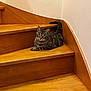 animal, architecture, building, cat, furniture, handrail, hardwood, house, housing, indoors, interiordesign, kitten, livingroom, manx, pet, plywood, room, stainedwood, staircase, wood
