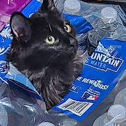 Nyxie joined the competition — help win amazing prizes! animal, background, barcode, black_cat, blue, bottled_water, cap, cat, close_up, container, curious, eyes, head, indoor, label, package, pet, plastic_wrap, transparent, white