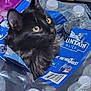 animal, background, barcode, black_cat, blue, bottled_water, cap, cat, close_up, container, curious, eyes, head, indoor, label, package, pet, plastic_wrap, transparent, white