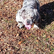 Mecca Mcknight joined the competition — help win amazing prizes! dog, bulldog, outdoor, grass, leaves, pet, animal, tongue, sunlight, nature, canine, mammal, playful, summer, daylight, brown, white, ears, face, snout