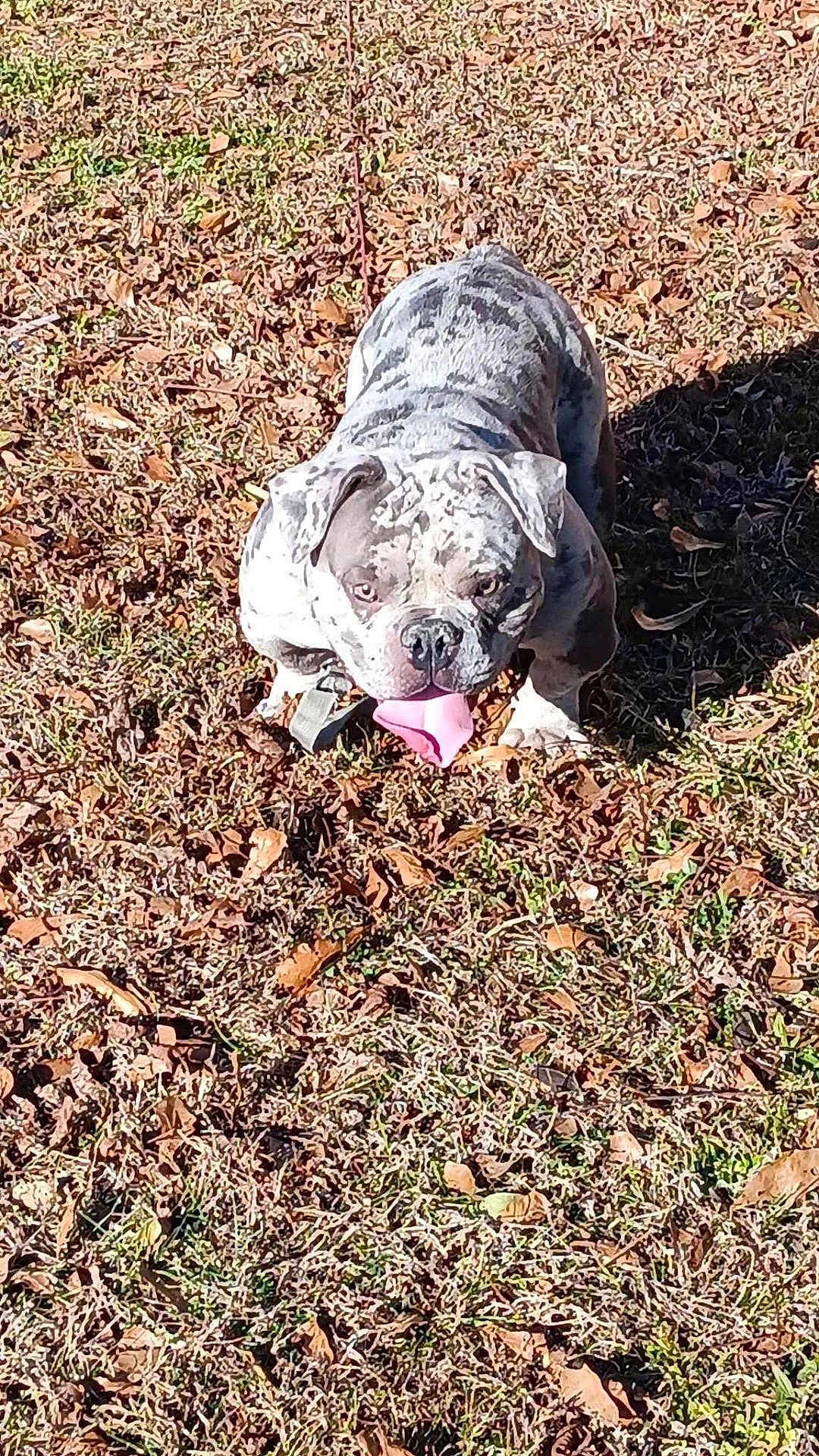 Mecca Mcknight joined the competition — help win amazing prizes! dog, bulldog, outdoor, grass, leaves, pet, animal, tongue, sunlight, nature, canine, mammal, playful, summer, daylight, brown, white, ears, face, snout
